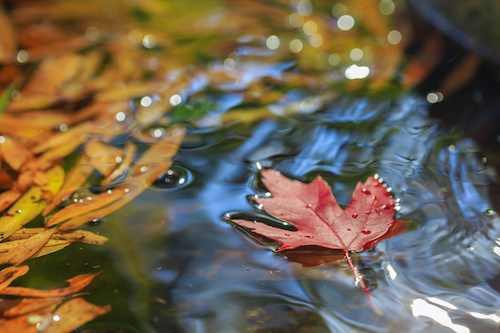 Leaf on Water River