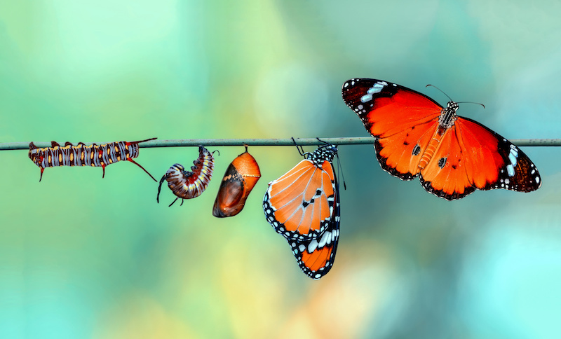 Life changes butterfly caterpillar