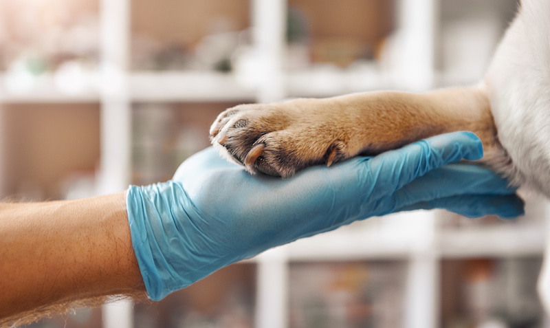 I am your friend. Hand of a veterinarian in a protective glove holding a paw of his patient during while working at veterinary clinic. Pet care concept. Medicine concept. Animal hospital