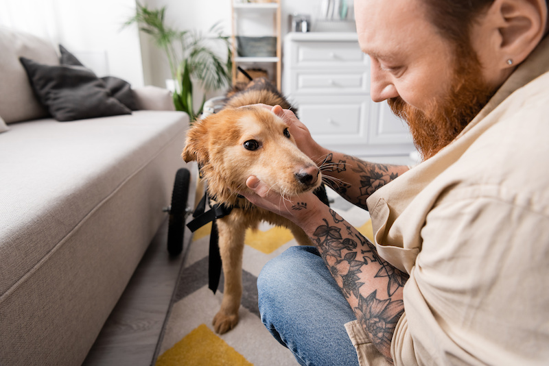 Bearded man with tattoo petting disabled dog on wheelchair near couch at home,stock image