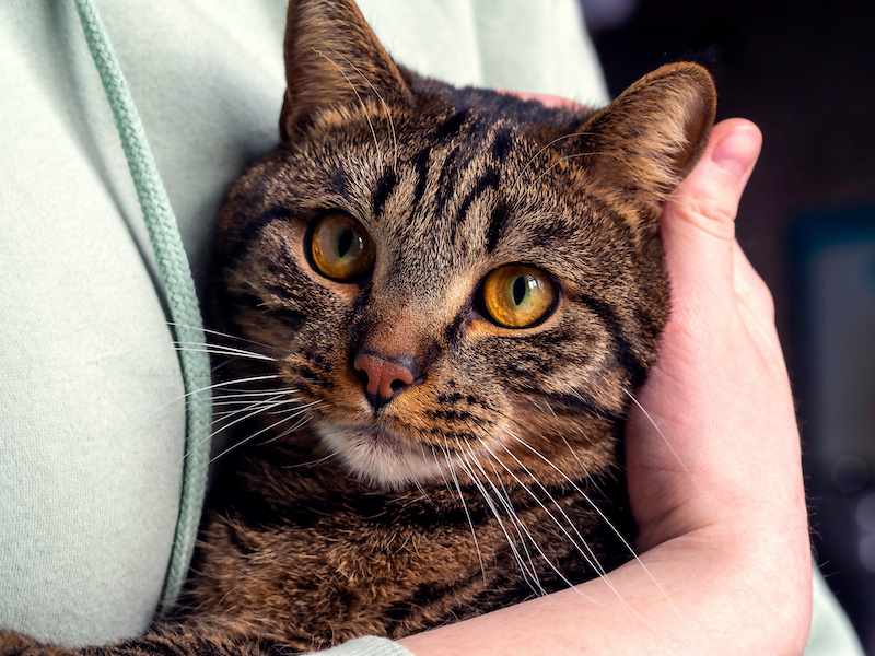 cat pet caregiving estate plan