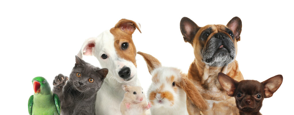 Group of cute pets on white background. Banner design