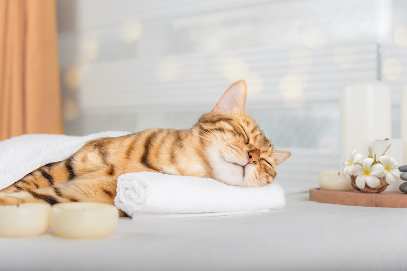 Cute domestic cat enjoys treatments at the spa. Body restoration. The concept of spa treatment